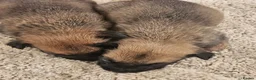 Belgian Shepherd Dog dogs for sale: Outstanding Belgium malinois puppies  - Advert 22