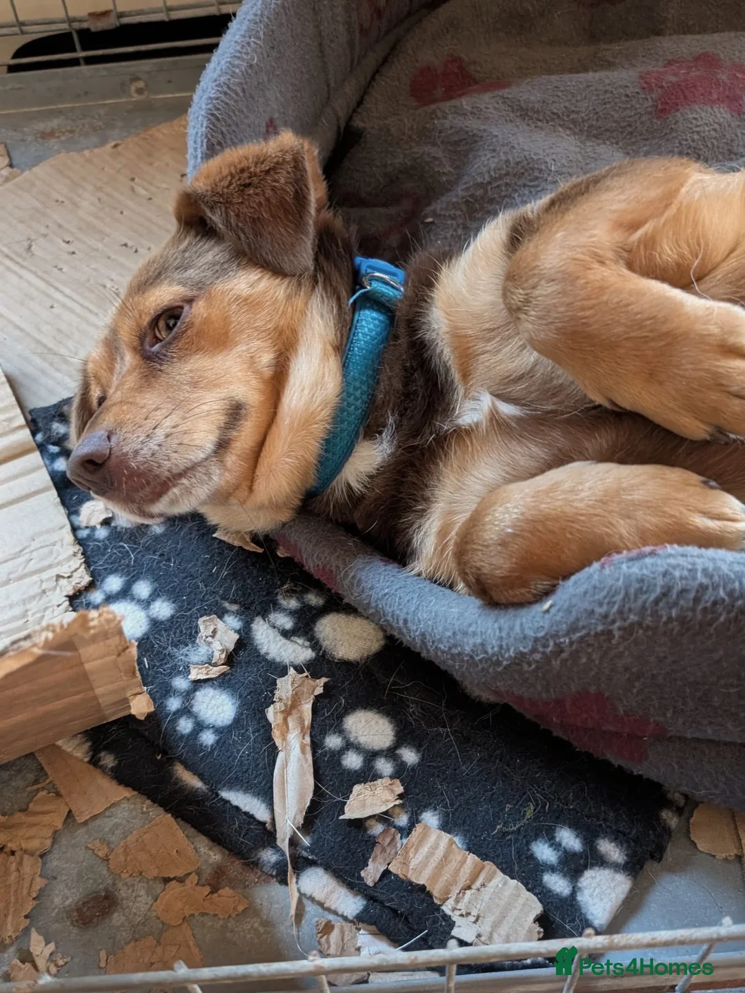 Mixed Breed dogs for adoption: Julita  in Saint Leonards-on-sea - Advert 3