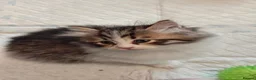 Siberian cats for sale: TICA Registered Pedigree Siberian kittens - Advert 17