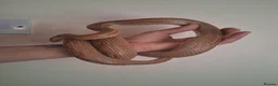 Corn Snake reptiles for sale: Adult male corn snake with 2 vivariums - Advert 8