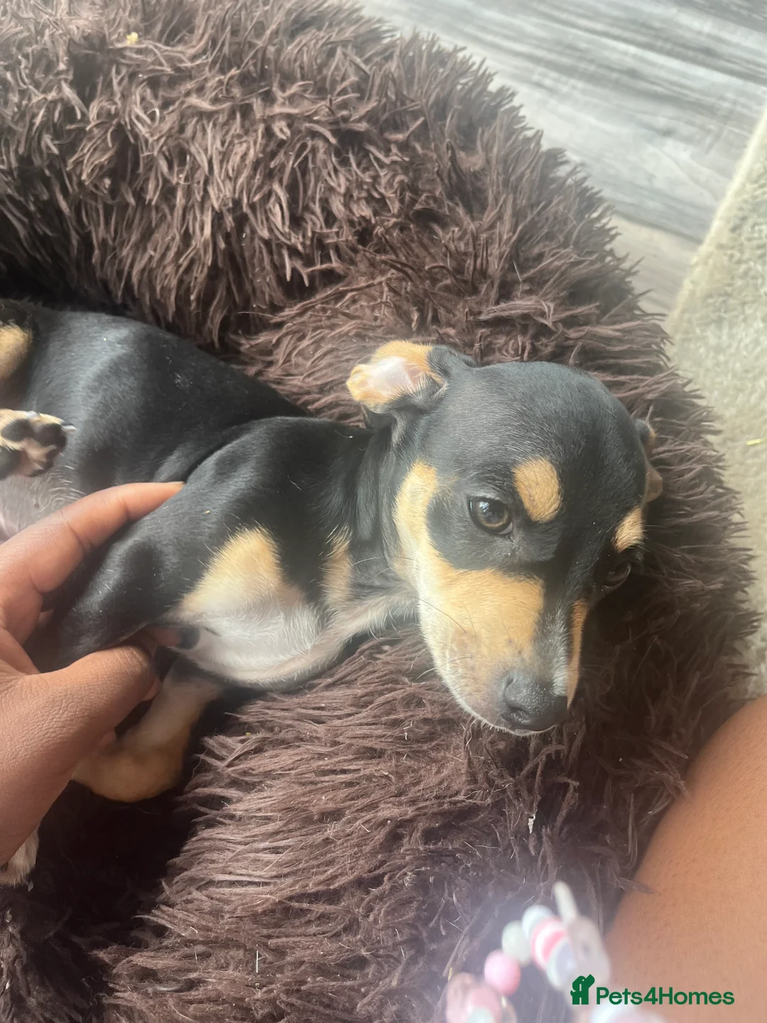 Chiweenie dogs for sale: Chiweenie  in Chorley - Advert 2