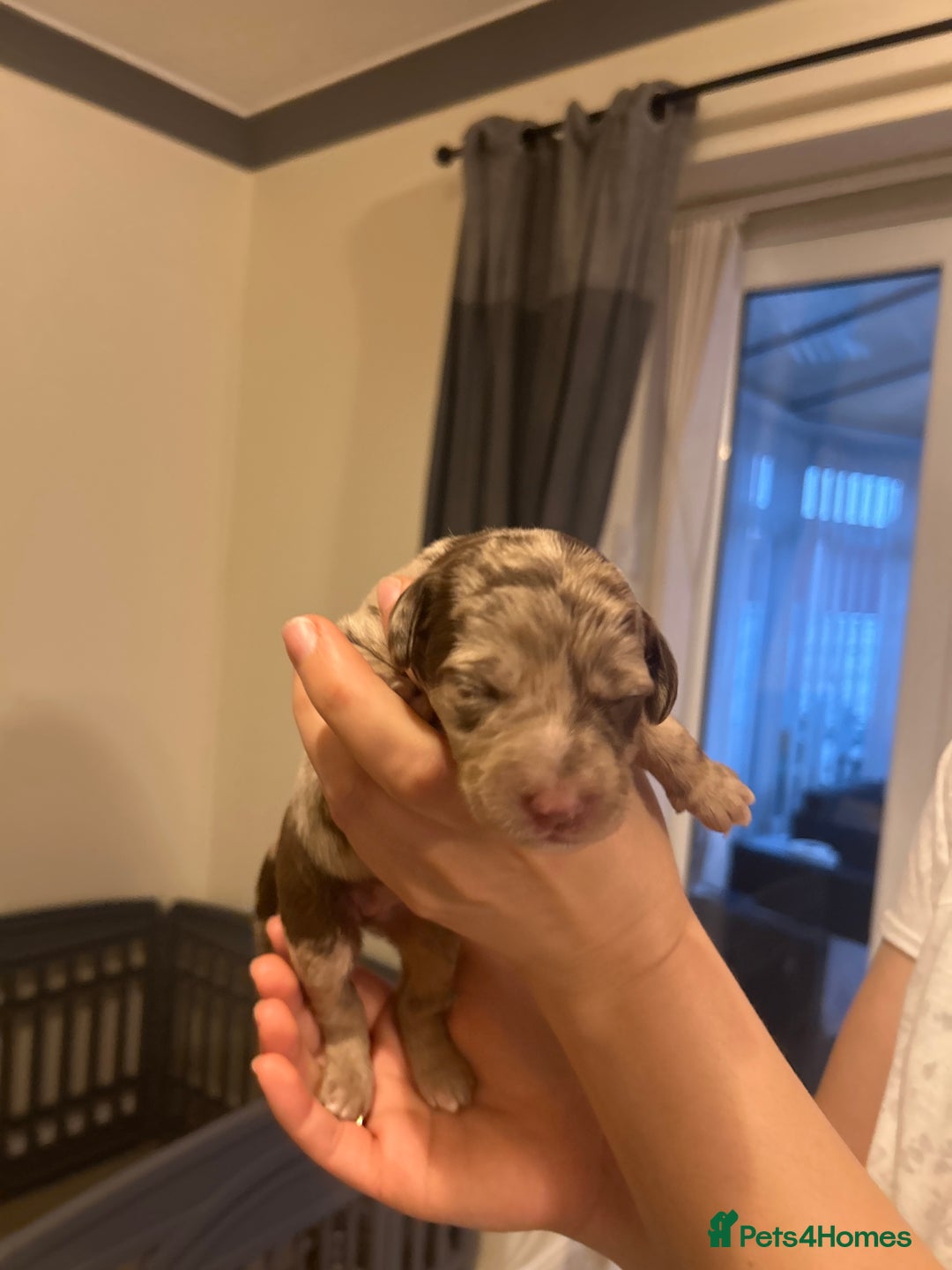 Labradoodle dogs for sale: 7 beautiful Labradoodle puppies available  - Image 19