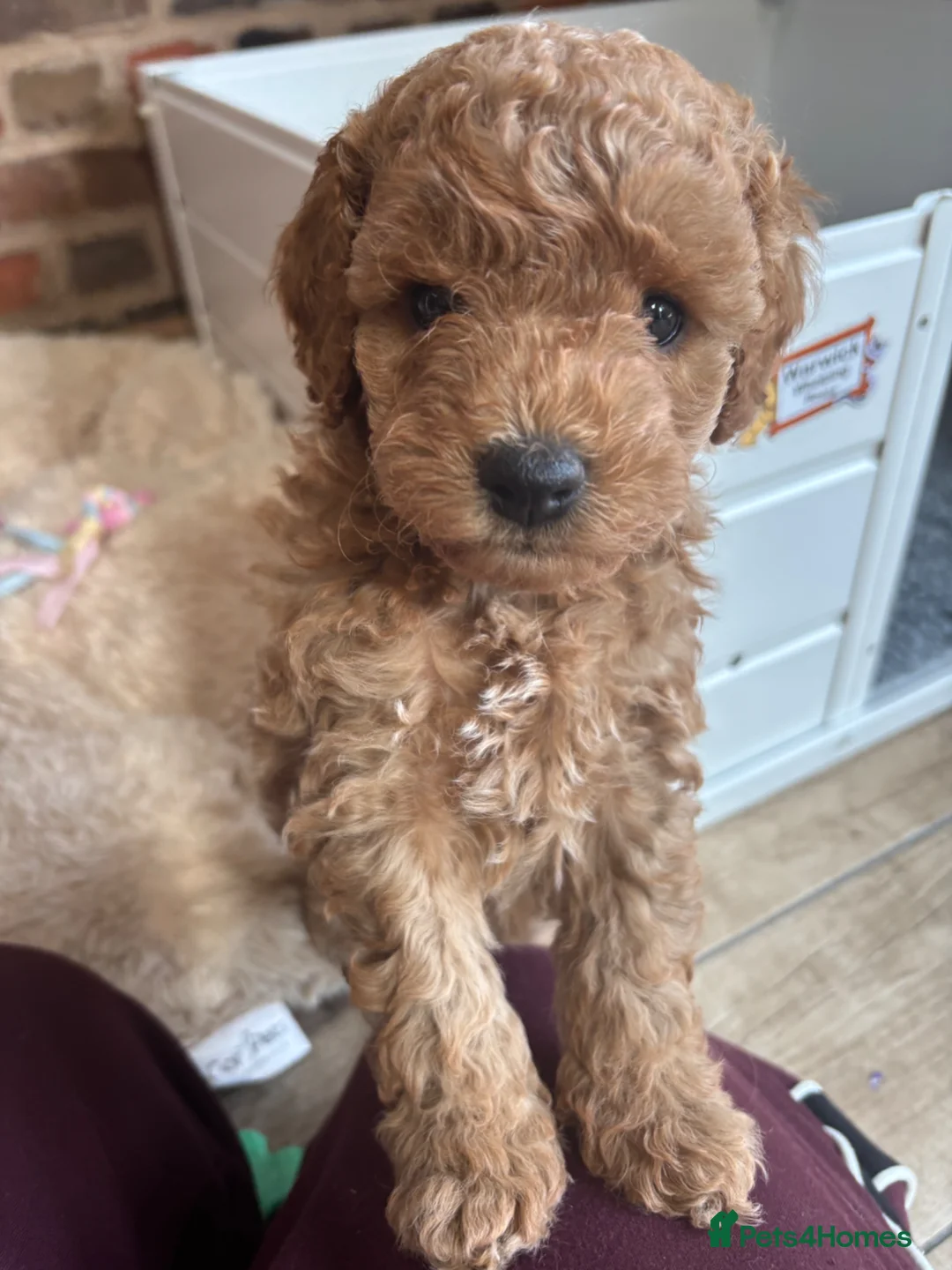 Cockapoo dogs for sale: Cockapoo male needing a forever home - Advert 1