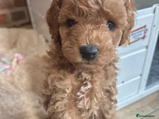 Cockapoo dogs Cockapoo male needing a forever home - Advert 13