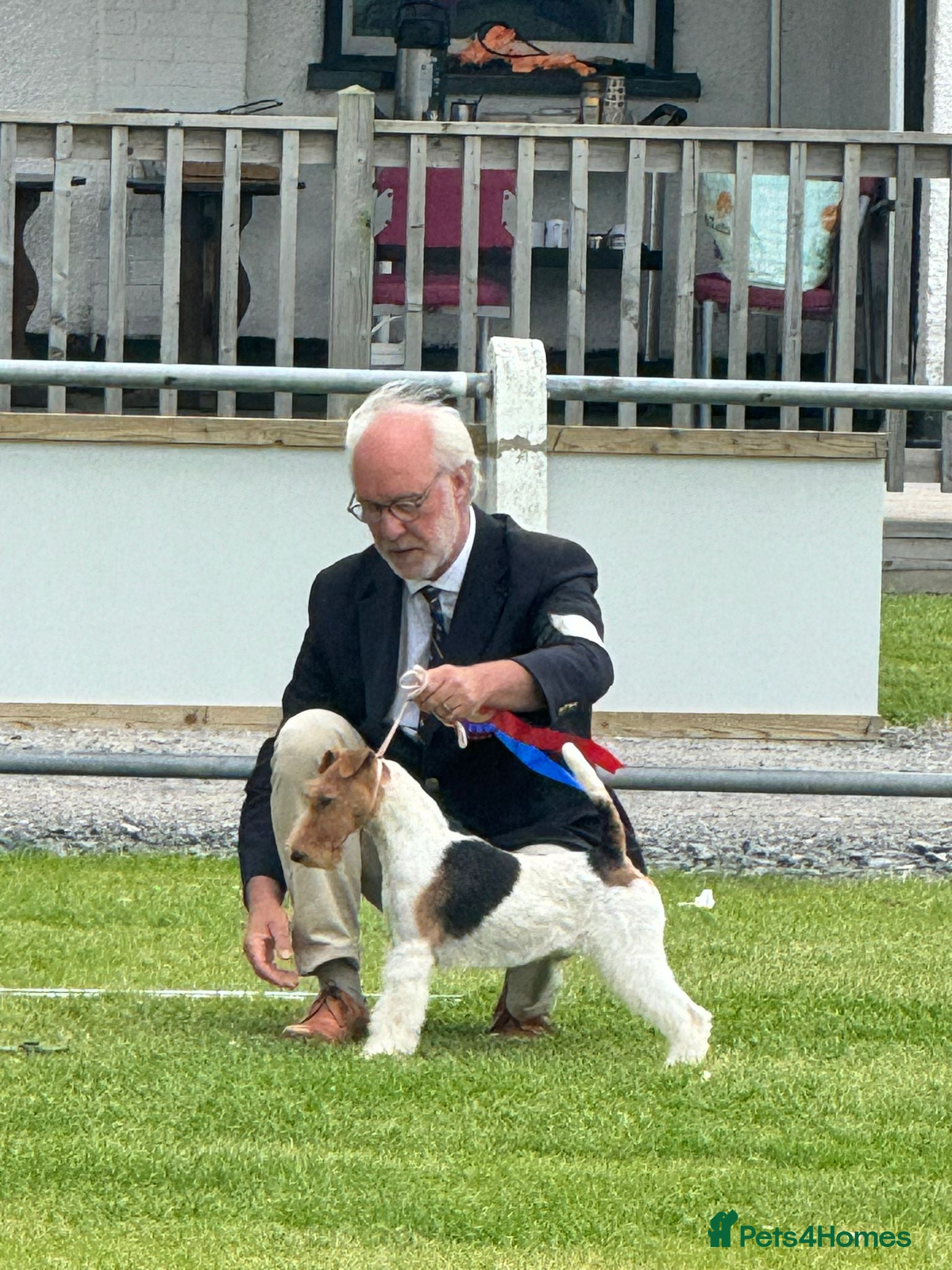 Fox Terrier dogs Stunning Wire Fox Terrier Puppies  in Belfast - Advert 18