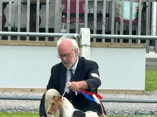 Fox Terrier dogs Stunning Wire Fox Terrier Puppies in Belfast - Advert 18