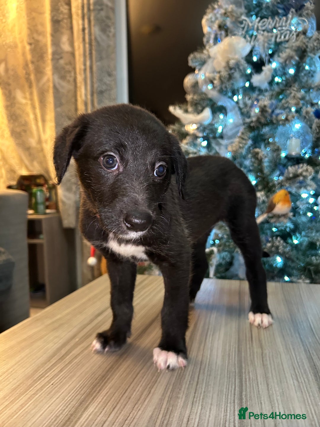 Mixed Breed dogs for sale: Lurchers  - Advert 3