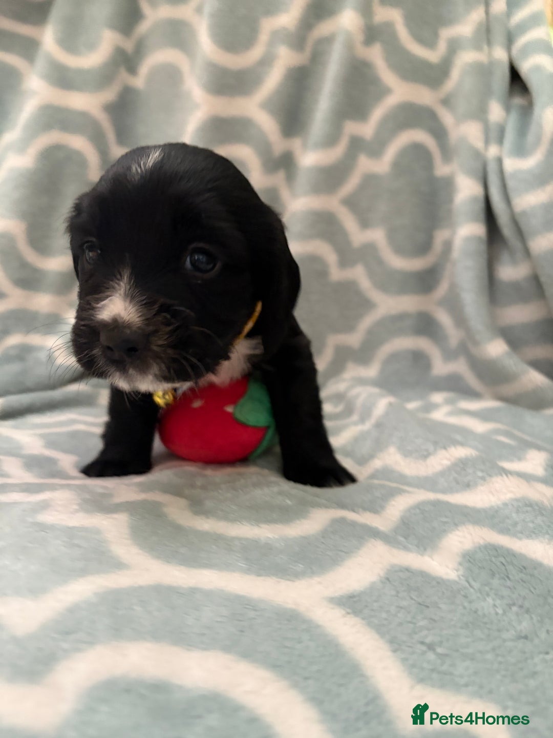 Sprocker dogs for sale: Beautiful Sproker pups  - Image 6