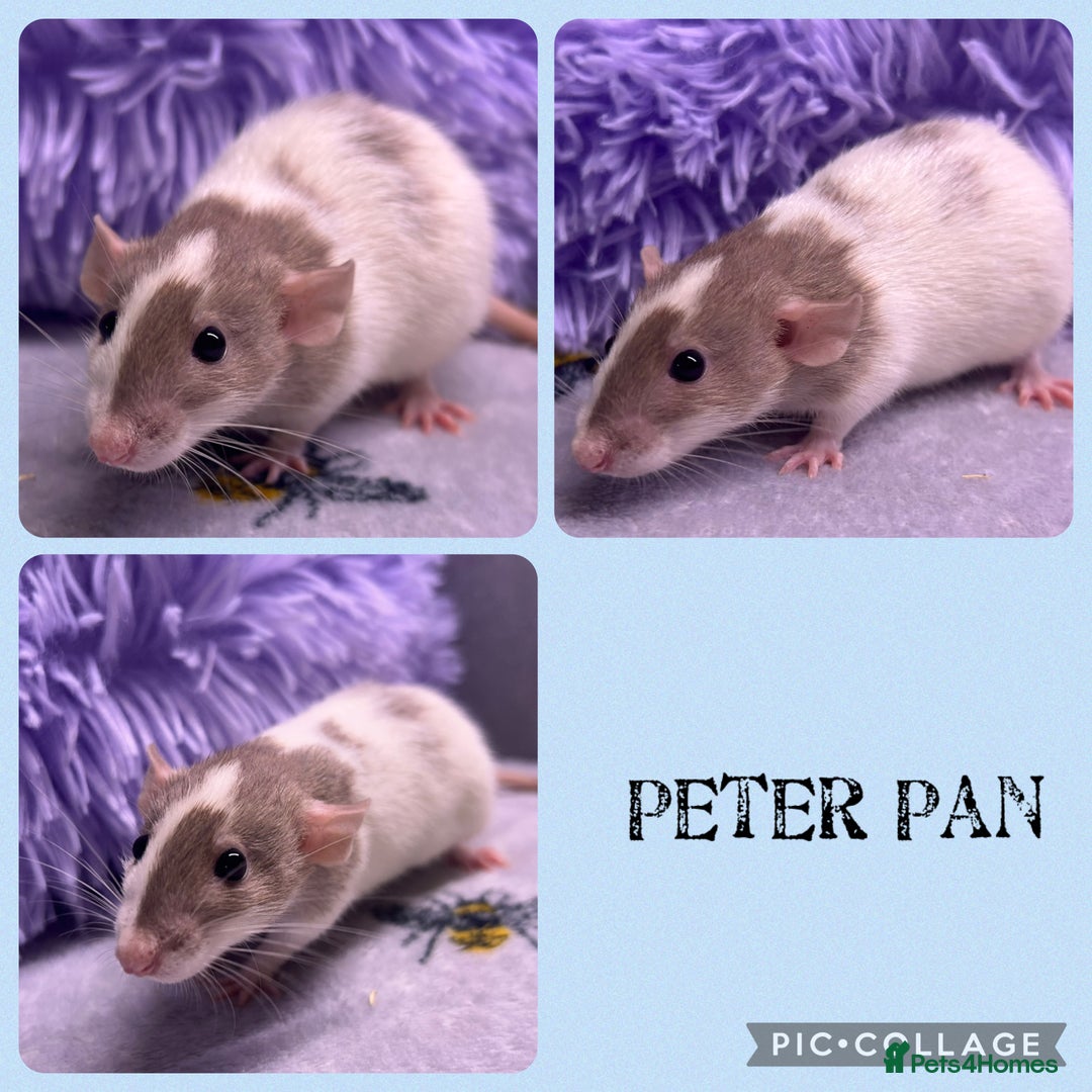Rat rodents for sale: 4 female, 2 male dumbo rats and cages  - Image 5