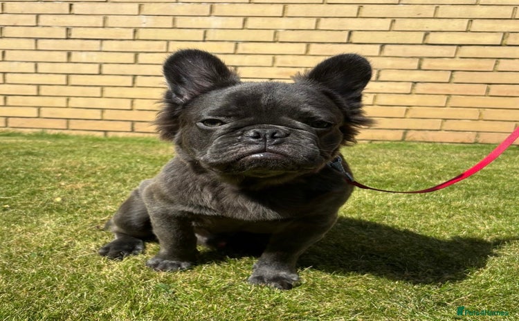 French Bulldog dogs in Edinburgh - Advert 2