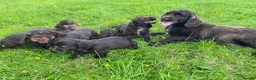 Cocker Spaniel dogs for sale: Stunning litter of Chocolate/Tan CockerSpaniels - Advert 9