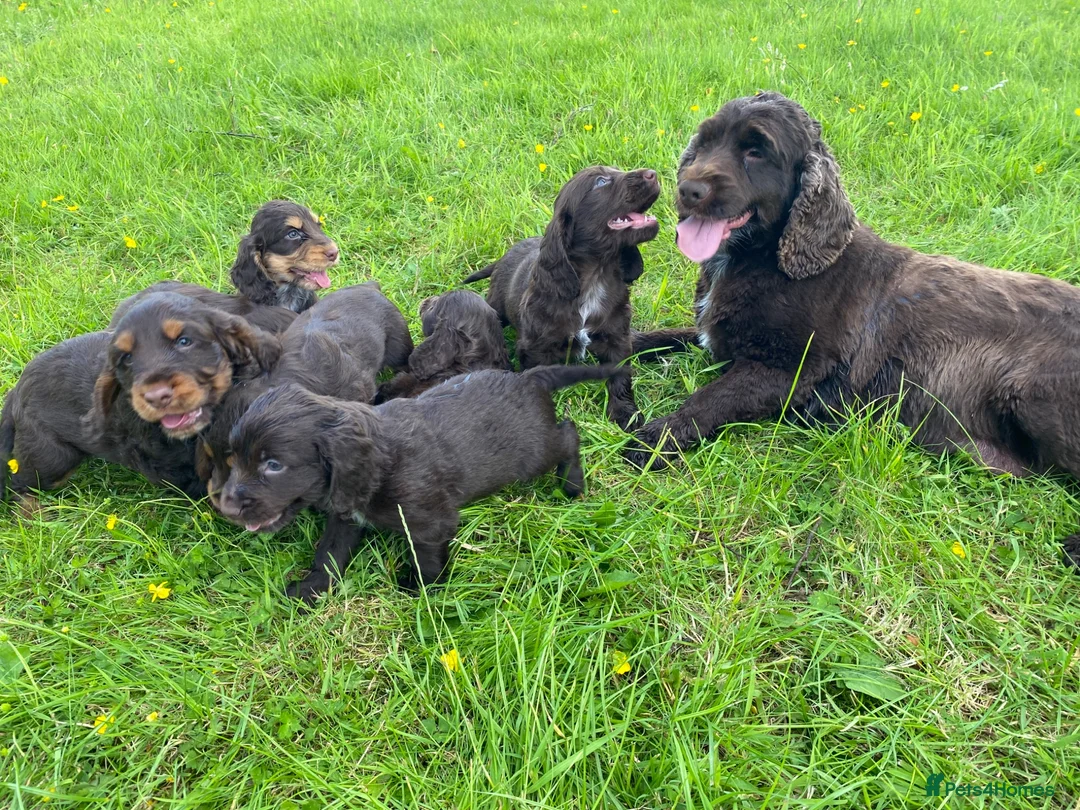 Cocker Spaniel dogs for sale: Stunning litter of Chocolate/Tan CockerSpaniels - Advert 9