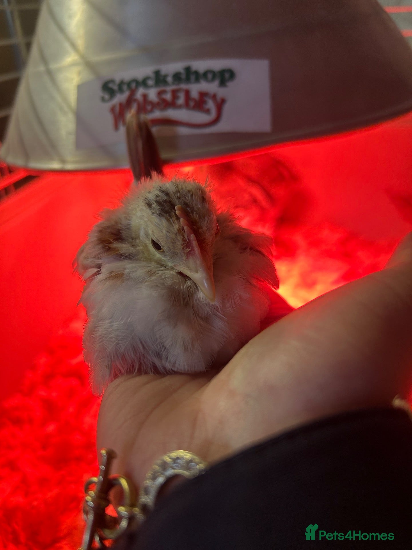 Chickens poultry Serama  - Advert 7