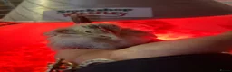 Chickens poultry for sale: Serama  - Advert 1