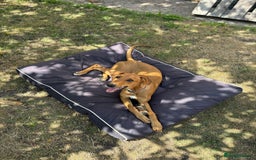 Mixed Breed dogs for sale: Mara - Doberman X Lurcher 7 month old girl - Image 14