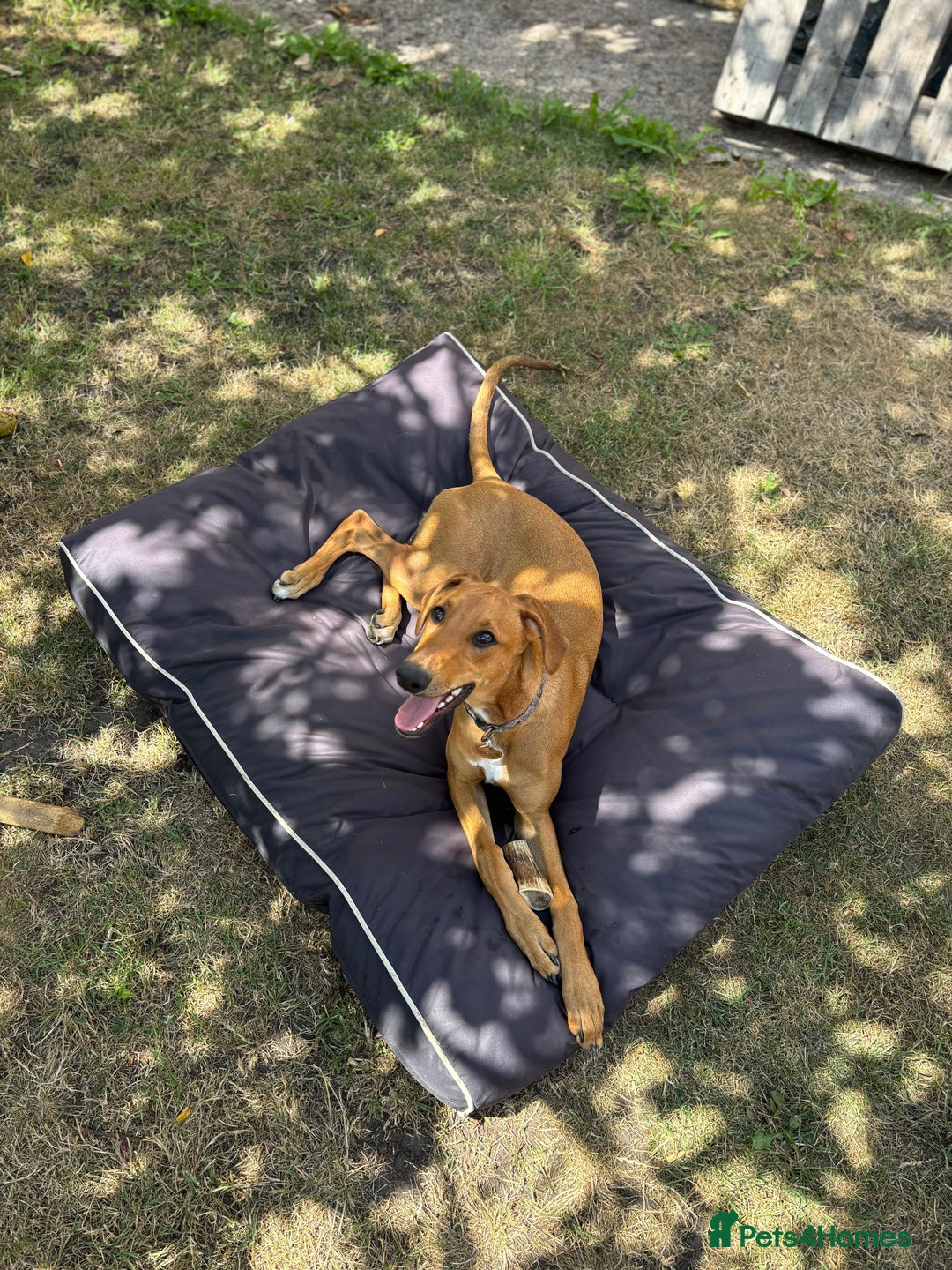Mixed Breed dogs for sale: Mara - Doberman X Lurcher 7 month old girl - Image 14