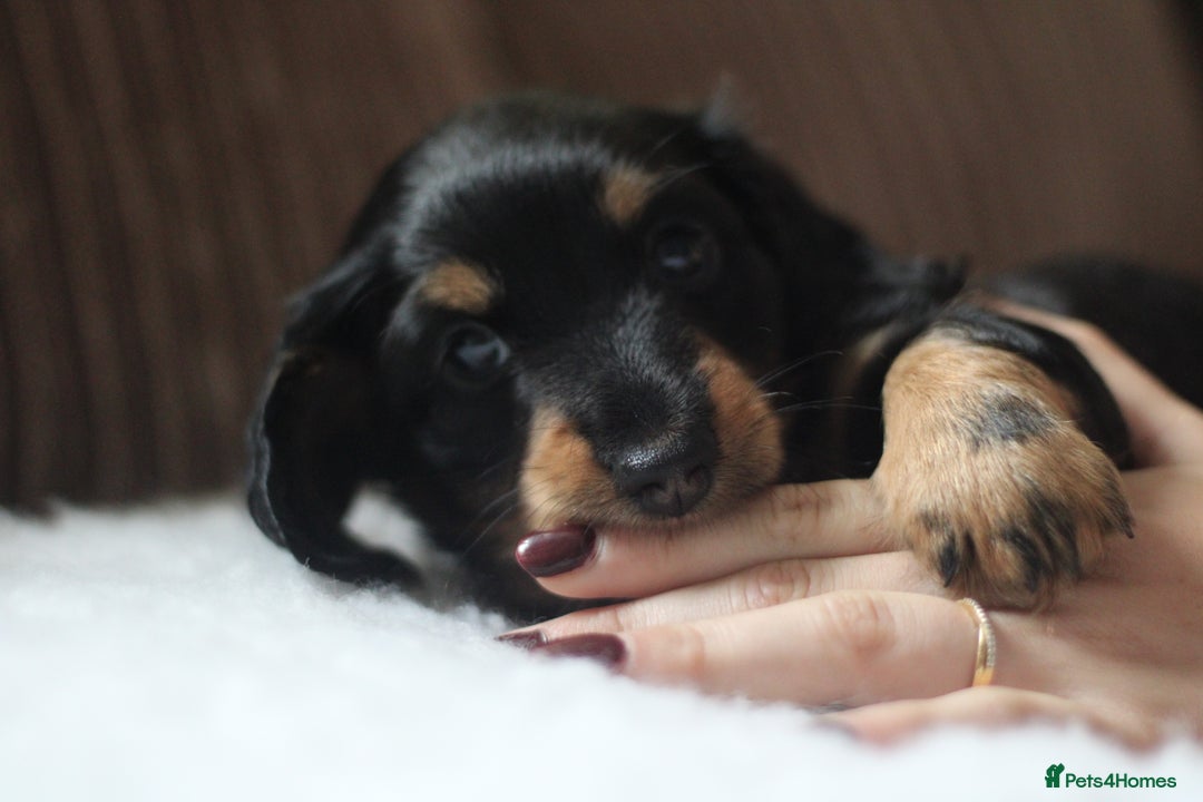 Miniature Dachshund dogs for sale: Male Miniature Dachshund Puppy  - Image 4