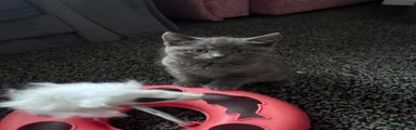 British Shorthair 3