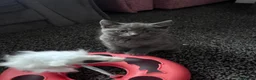 British Shorthair cats for sale: British shorthair - Advert 7