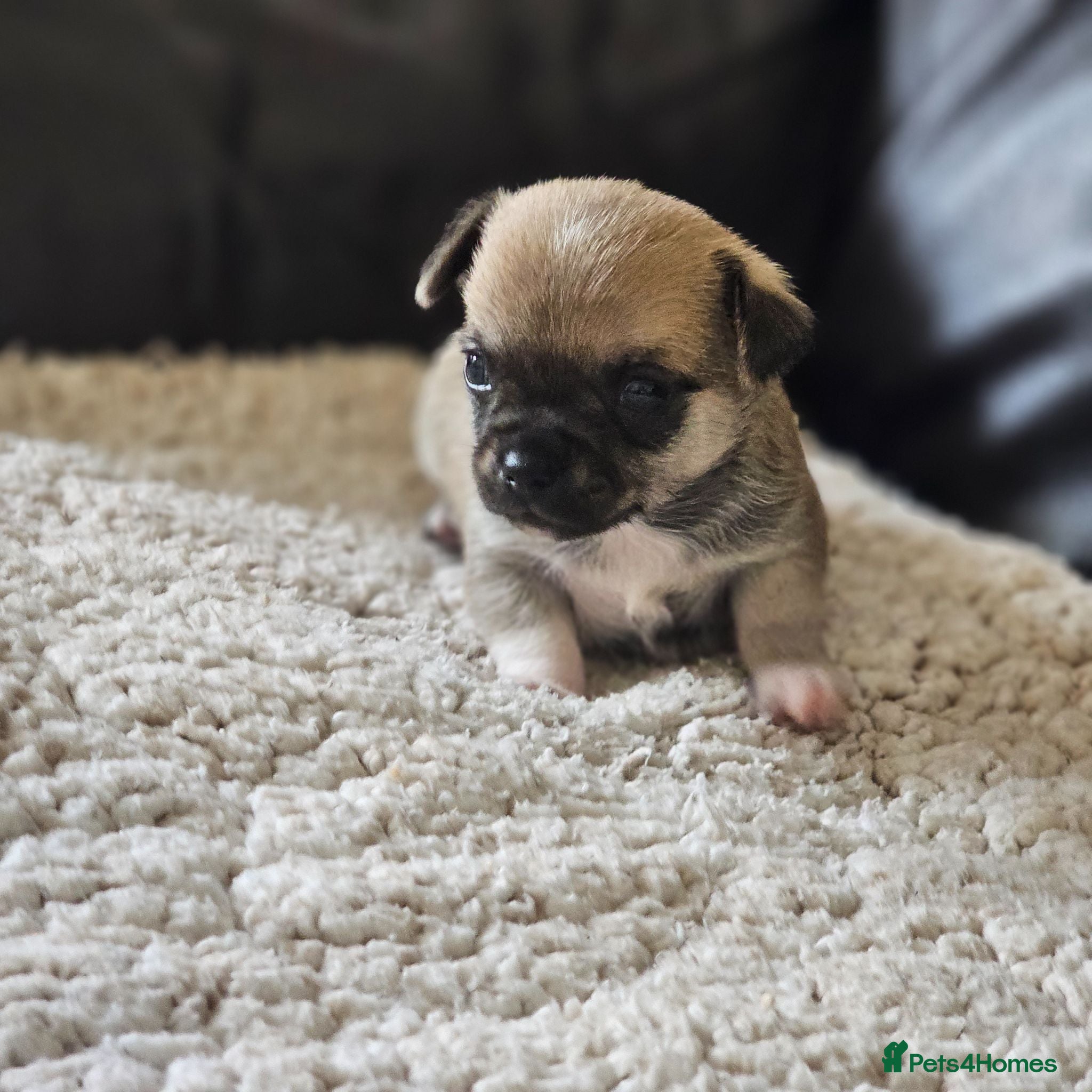 Chihuahua dogs 1 chiuaua baby boy - Advert 8