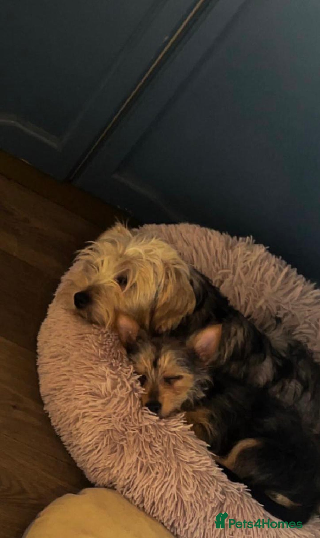 Mixed Breed dogs for sale: Yorkie crossed jack Russell  - Advert 4