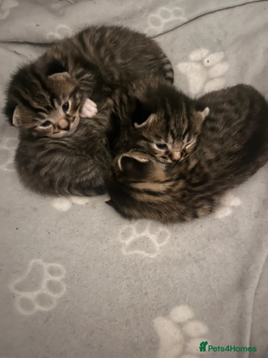 Mixed Breed cats for sale: 2 kittens ready from 10/05/26 in Milton Keynes - Advert 2