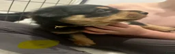 Rottweiler dogs for sale: Full Rottweiler pups  in Derby - Advert 12