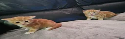 Domestic Shorthair cats for sale: 2 kittens for sale. in Sheffield - Advert 10