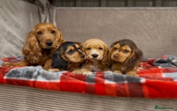 Cocker Spaniel dogs for sale: STUNNING COCKER SPANIEL PUPPIES  - Image 18