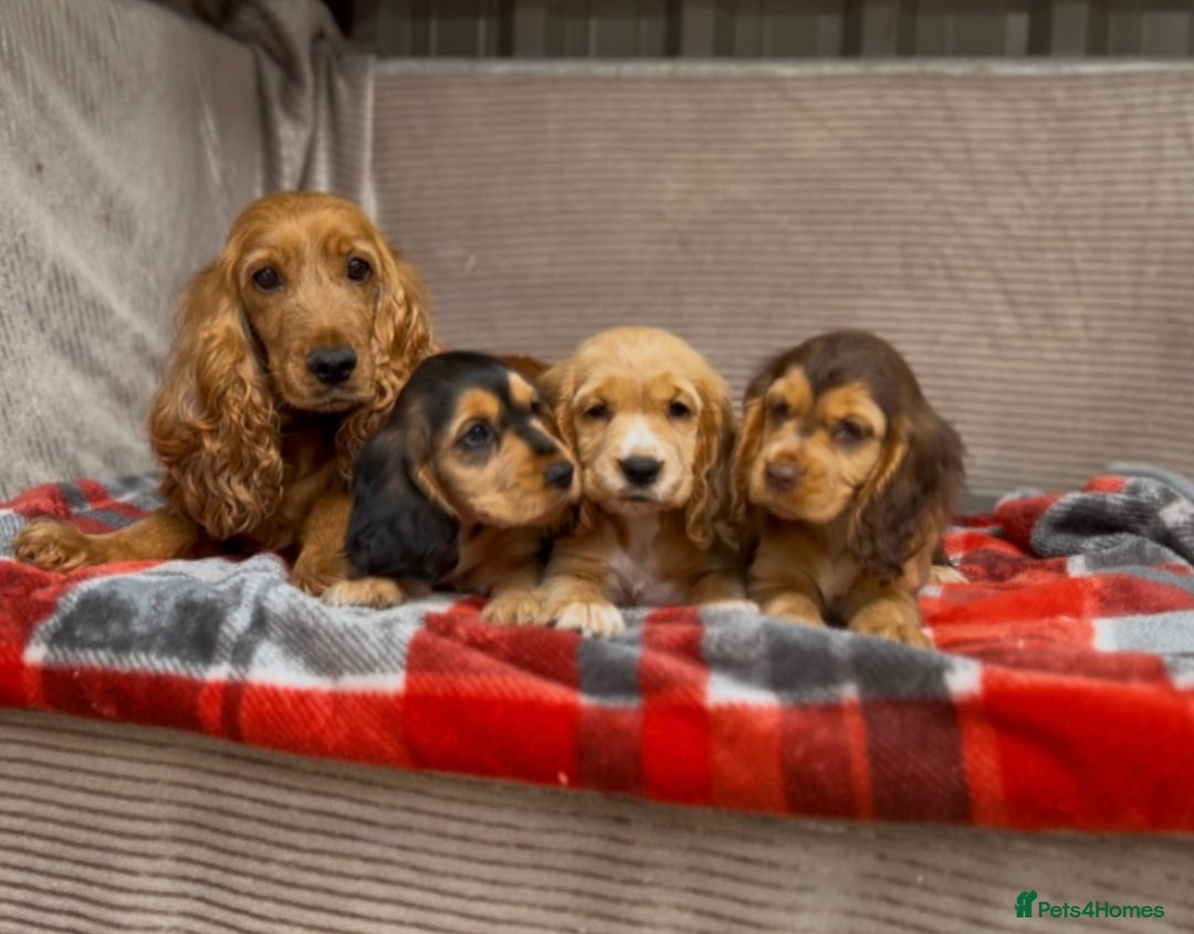 Cocker Spaniel dogs for sale: STUNNING COCKER SPANIEL PUPPIES  - Image 18
