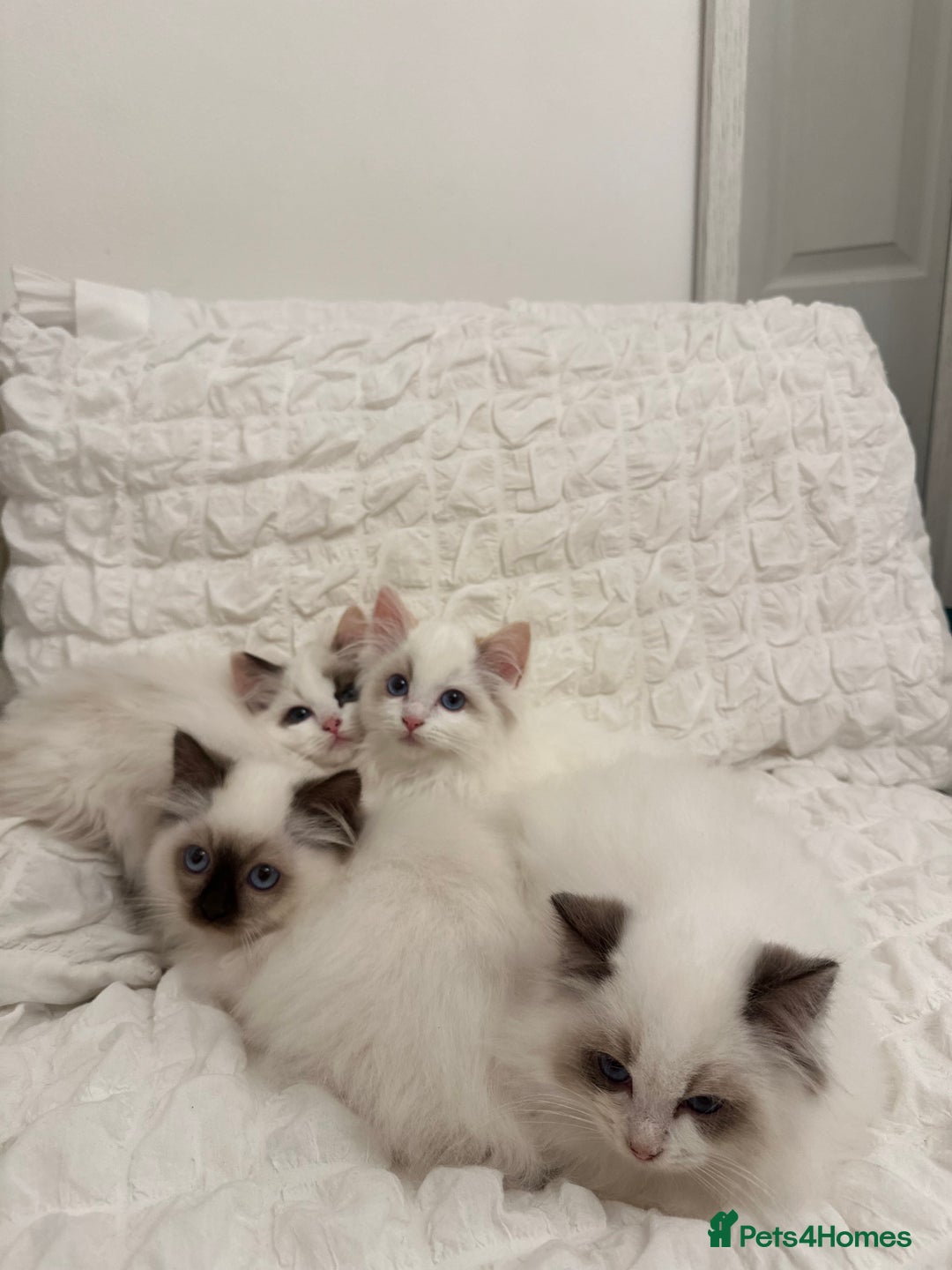 Ragdoll cats for sale: Gorgeous full pedigree ragdoll kittens - Advert 3