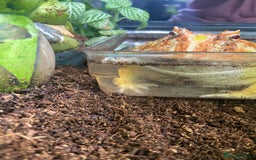 Frog reptiles for sale: Female Pac-Man frog - Image 10