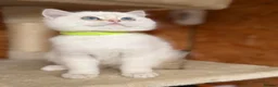 British Shorthair cats for sale: British shorthair golden odd eyed kittens  - Advert 6