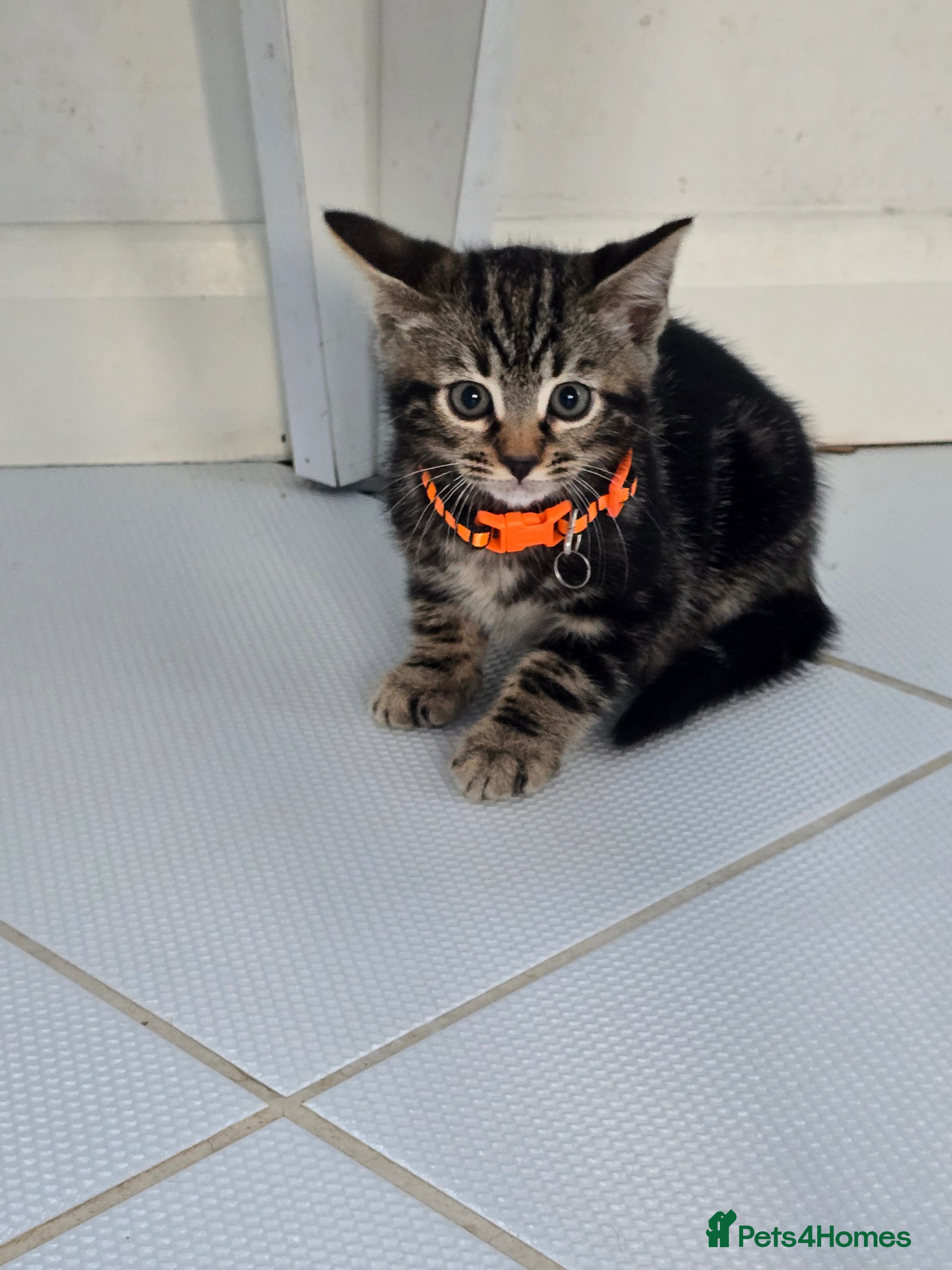 Bengal cats Half bengal kittens  - Advert 3