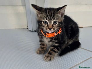 Bengal cats Half bengal kittens - Advert 1