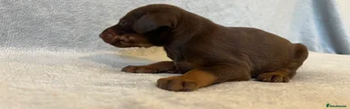 Dobermann Puppy 1