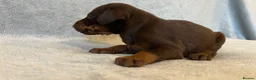 Dobermann dogs for sale: European American mix - Advert 17