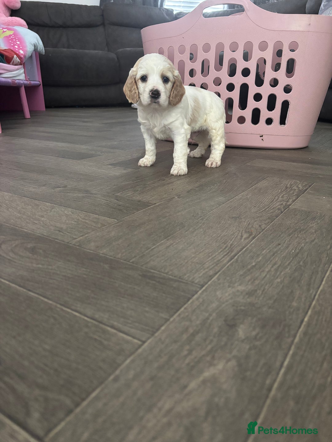 Cockapoo dogs for sale: Cockapoo F1B puppies in Inverness - Image 18