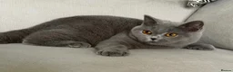 British Shorthair cats for sale: Beautiful girl available  - Advert 7