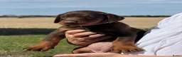 Dobermann dogs for sale: Beautiful, Healthy Doberman Puppies  - Advert 20