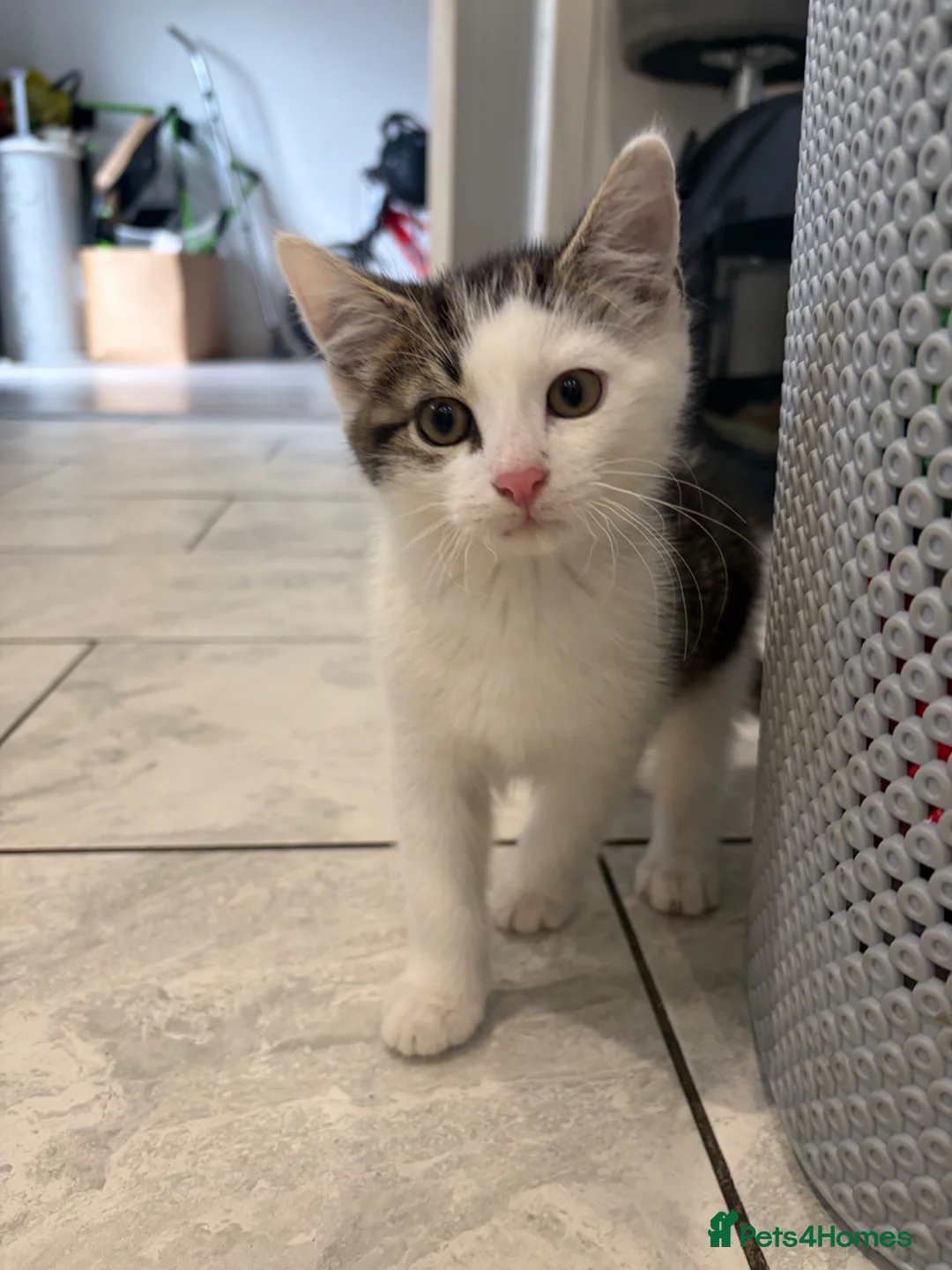 Mixed Breed cats for sale: 2 beautiful boys for sale  - Advert 2