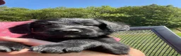 Bordoodle dogs for sale: Bordoodle Puppies Last Remaining Two ⭐ - Advert 12