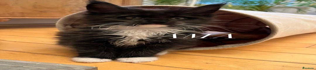 Maine Coon Kitten 3