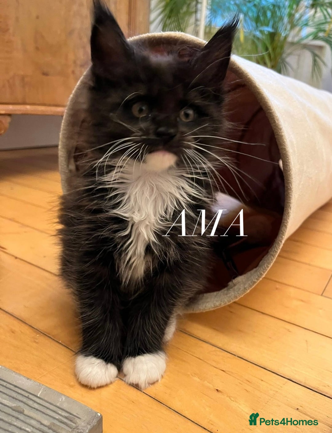 Maine Coon cats for sale: GCCF active / domestic Maine Coon  - Image 18