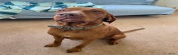 Hungarian Vizsla dogs for stud: KC Registered Hungarian Vizsla Stud - Advert 4