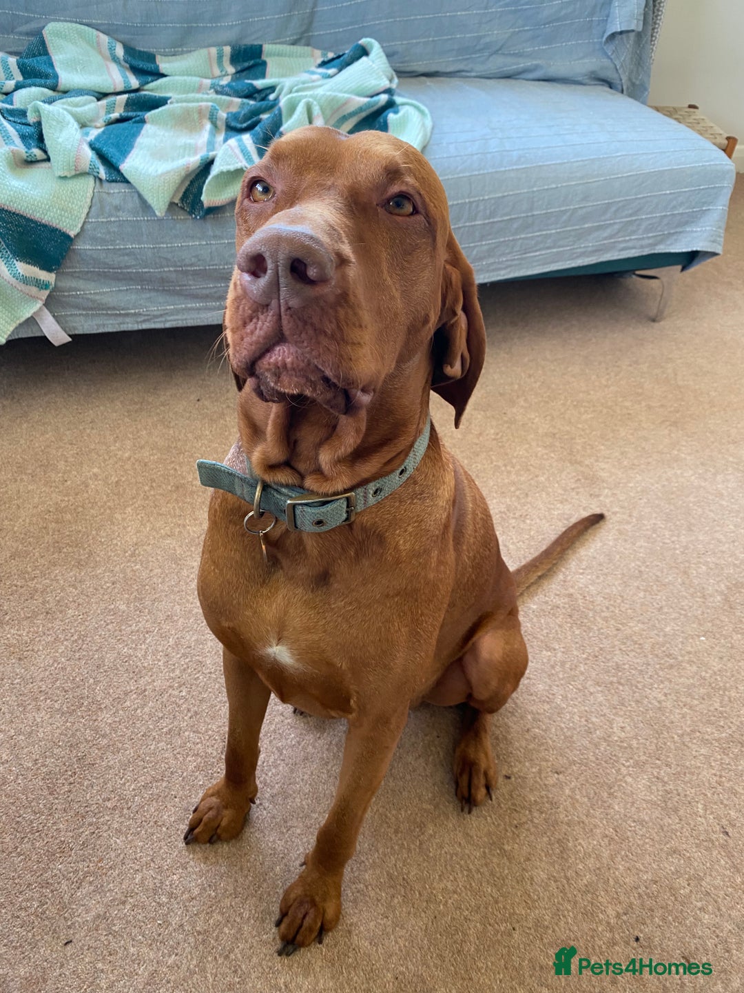 Hungarian Vizsla dogs for stud: KC Registered Hungarian Vizsla Stud - Advert 4