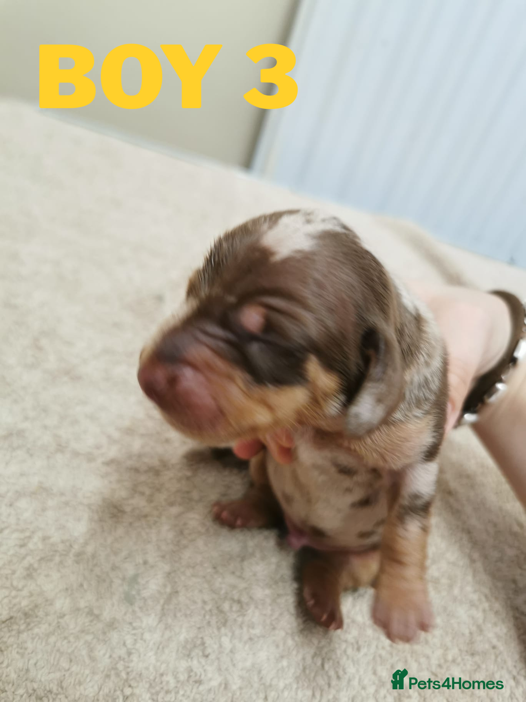 Miniature Dachshund dogs for sale: Beautiful mini dachshund boys 🐾 - Advert 5