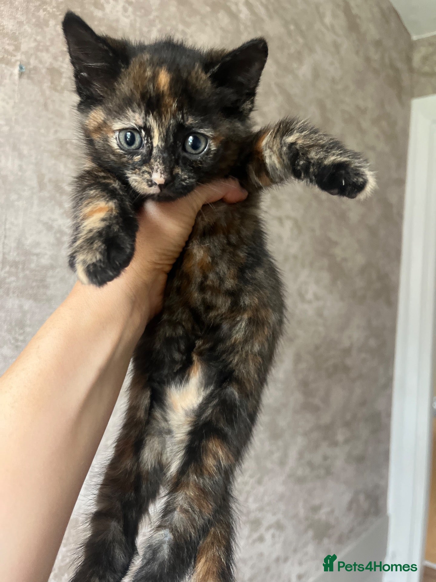 Mixed Breed cats Only 1 left (little bear) 🖤🧡🐻 - Advert 1