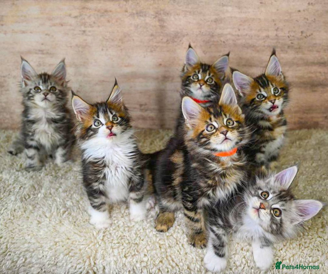 Maine Coon cats for sale: 🥇 5 Generation Pedigree - TICA registered  🌟 - Advert 3