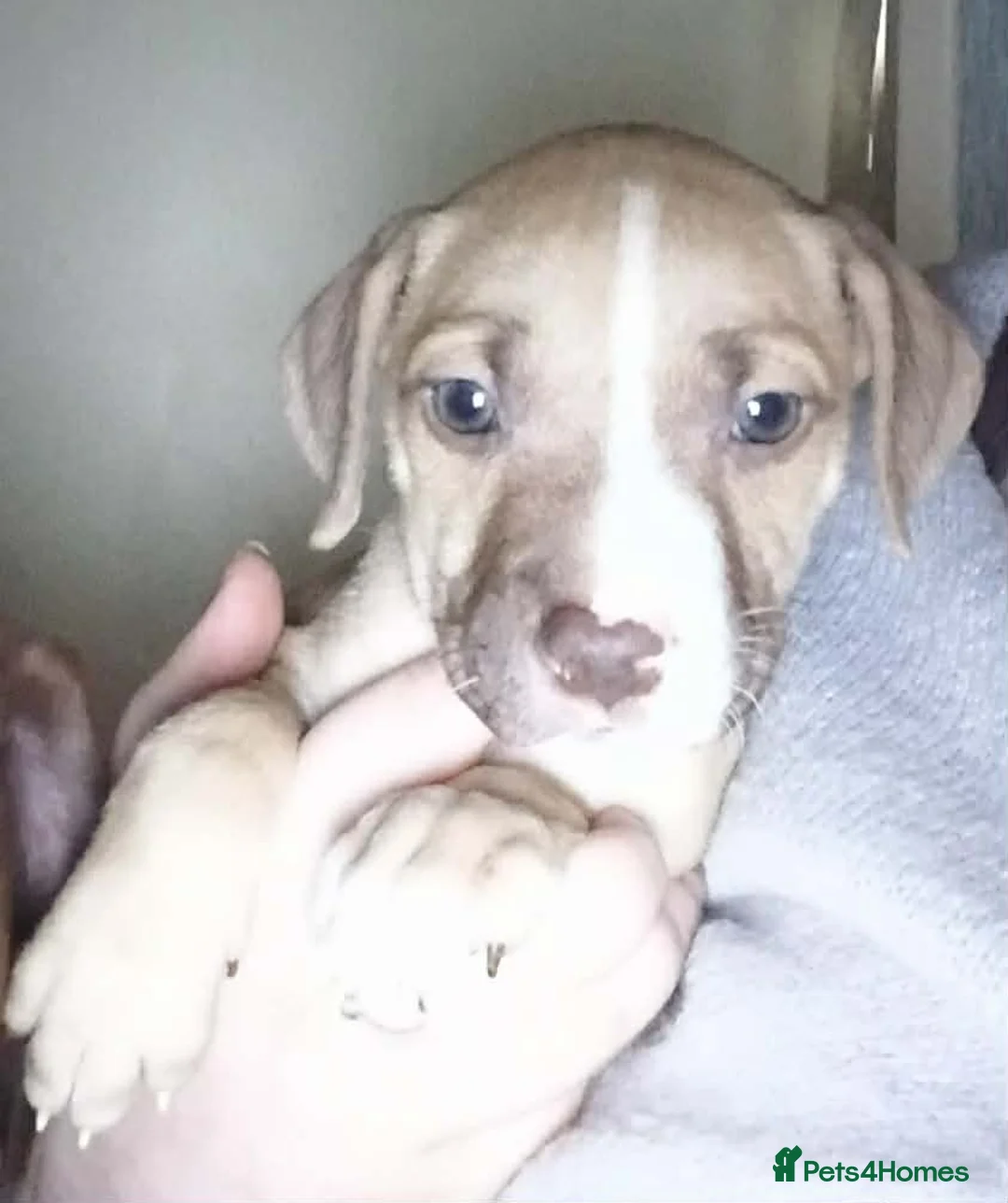 Mixed Breed dogs for sale: Staffy x presa x corso puppies  - Advert 26